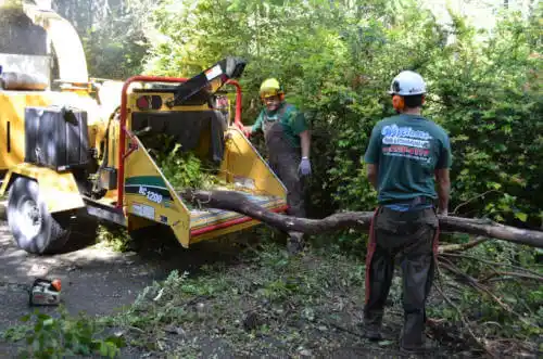 tree services Toluca